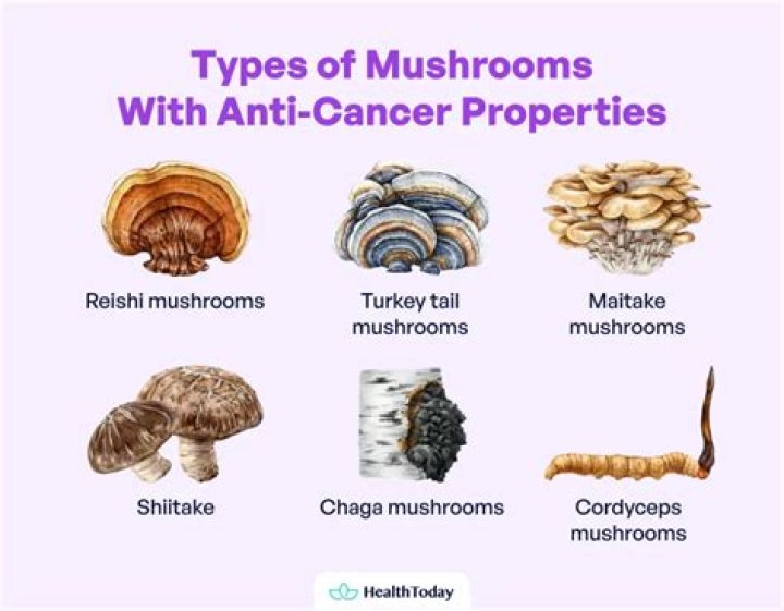 Medicinal Mushrooms Fight Cancer Mechanisms Myko San