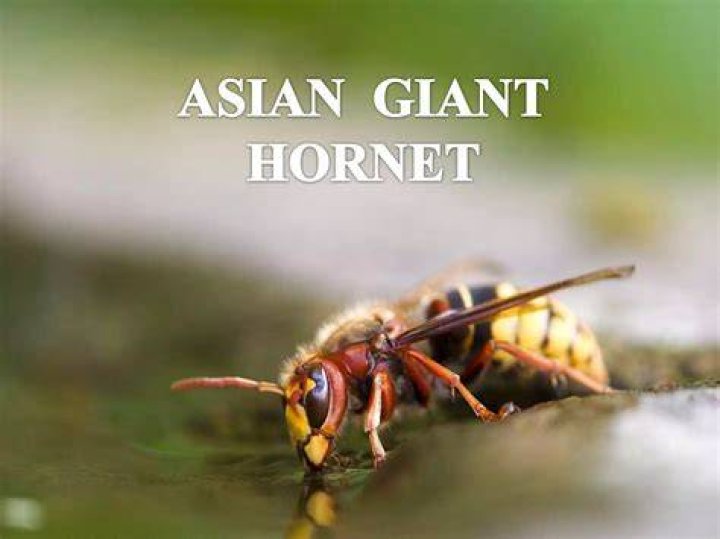 The Asian giant isn’t coming to Indiana but other invasive